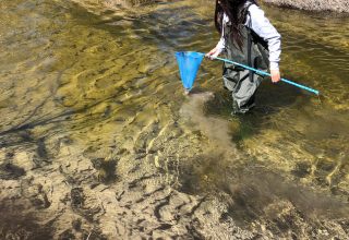 Another indicator of the health of a stream is the number and type of live microscopic creatures, called protozoa, that live in the water. Using a net, students brought in a number of living organisms to examine under a microscope on the shoreline.
